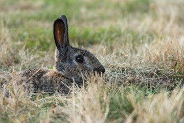 close up of a grey rabbit laying down comfortably on the grass field hiding behind tall grasses and having a rest