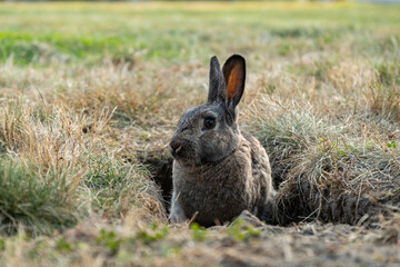 one cute grey rabbit guarding the entrance of a rabbit hole in the middle of the grass field in the park