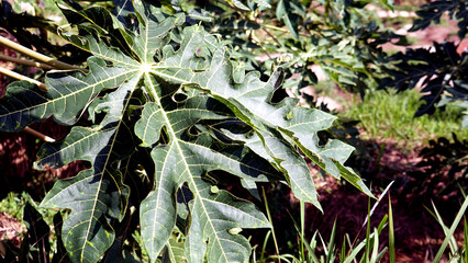 Close up of papaya leaves