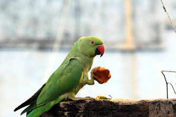a green bird  parrot eat food 