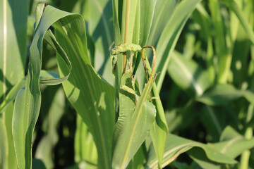 Green Sorghum field damaged by Armyworm moth larva.  Mythimna unipuncta moth