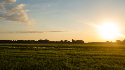 Obraz premium Sun shining flare on a green rice field plain landscape