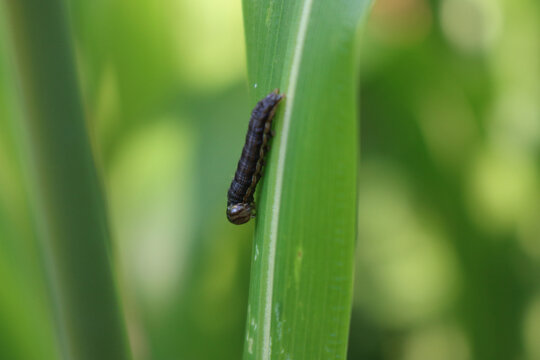 Armyworm moth larva on Sorghum plant in the field. Mythimna unipuncta moth. Spodoptera frugiperda