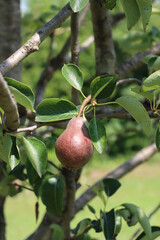 Pyrus communis. Ripe Williams or Bartlett pear on branch in the orchard on summer