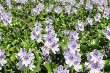 Purple flower of common water hyacinth