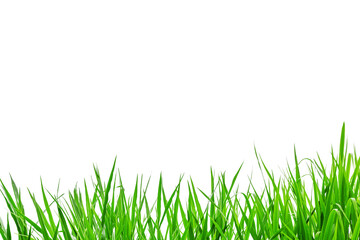Green grass isolated on white background