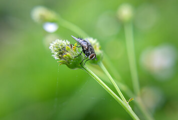 Fly Insect sit on green plant