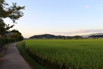 Path, ricefield, and neighborhood in Asuka village