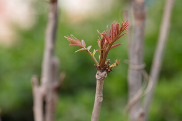 Close-up of fresh toon buds outdoors in spring