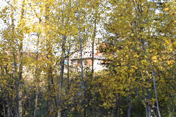 trees in the autumn