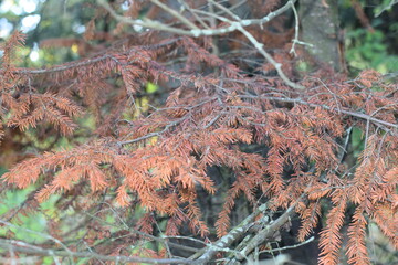 autumn in the forest