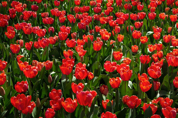 Floral. Magical tulips flower bed. Red tulip plantation flowering in spring in the garden. 	