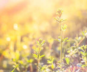 Spring Plants on a Field against the evening sun