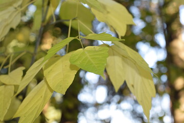 green leaves in the sun