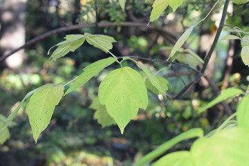 green leaves in the forest