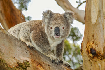 A cute, cuddly koala looking from a large branch of a native gum tree. This arboreal Australian marsupial has thick grey fur and feeds on eucalyptus leaves. It looks bear-like, but is not a bear.