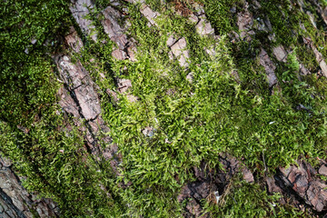 Green moss on tree bark. Closeup of forest lichen. Horizontal background, banner, poster. Template for eco orgainic design. Wild nature, sunlight