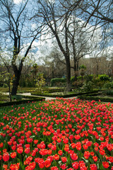 Garden and landscaping. Tulips flower bed. View of the red tulips flowers texture and pattern, glooming in the park. 