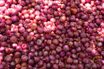 Red Onion pile. Harvested onion piled in the field.