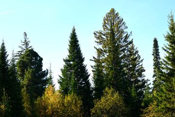 forest in the morning