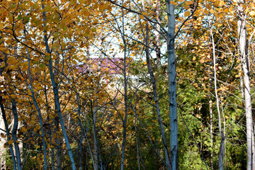 autumn in the forest