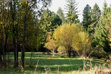 trees in the park