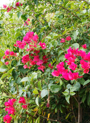 Bougainvillea oder Great bougainvillea with brightly colored red flowers bracts, heart-shaped leaves and thorny stems