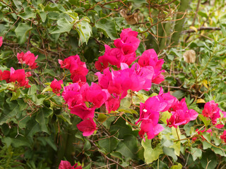 Bougainvillea oder Great bougainvillea with tiny flowers in clusters surrounded by brightly colored red bracts