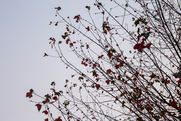 The autumn leaves are falling in the city