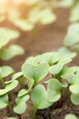 Radish seedlings in spring outdoors 