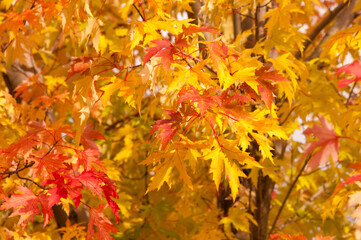 Season of beautiful autumn eallow and red maple leaves hanging on the tree during sunny day. Concepts: seasonal, nature, outdoor