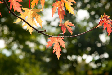 Season of beautiful autumn eallow and red maple leaves hanging on the tree during sunny day. Concepts: seasonal, nature, outdoor