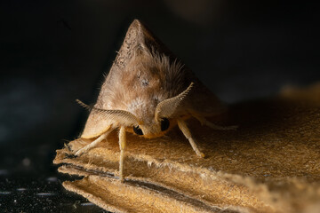 hairy tiny moths