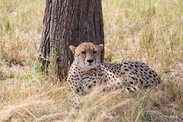 A Cheetah (Acinonyx jubatus) relaxing in the grass fields of Tanzania under some shade.