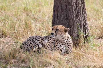 A Cheetah (Acinonyx jubatus) relaxing in the grass fields of Tanzania under some shade.