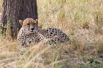 A Cheetah (Acinonyx jubatus) relaxing in the grass fields of Tanzania under some shade.