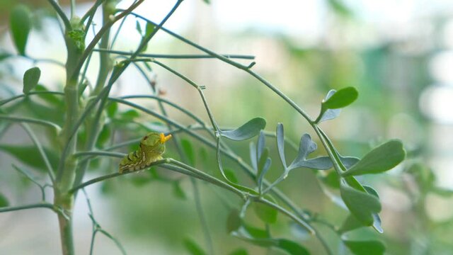 臭角を出すアゲハ蝶の幼虫