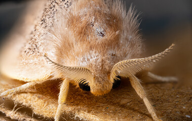 hairy tiny moths