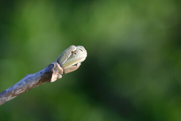 Green buds growing on branches in spring