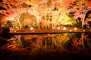 水面に映る幻想的な逆さもみじ　曽木公園の紅葉ライトアップ