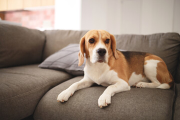 Beagle dog lies on a gray sofa