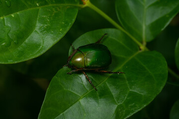 beetele in leaf