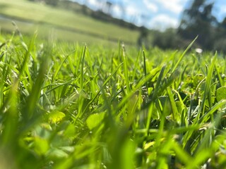 green grass background
