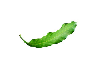 caterpillar on a white background
