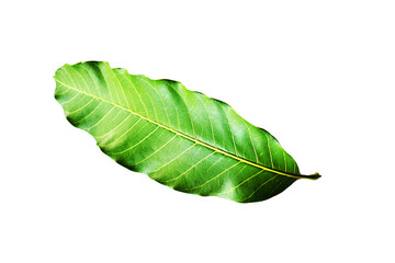 Obraz premium green leaf isolated on white