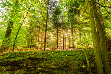 Obraz premium Summer dry and humid soil and trees in the forest.