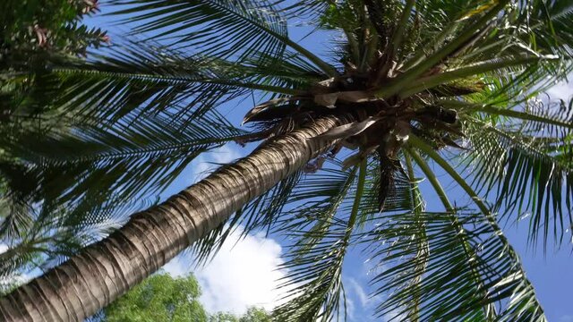 Spinning under palm trees. Travel and summer concept. 360 rotation. slow motion.