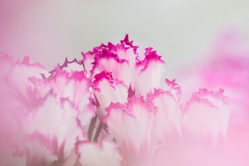 明るいピンクのグラデーションなのにどこか寂しそうでもあるシクラメンの花びら