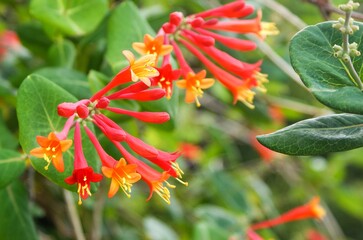 初夏から秋までの長い期間開花して育てた人を楽しませるツキヌキニンドウ
