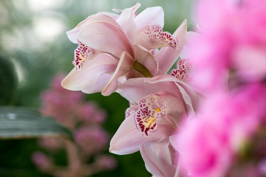 どんなアングルから見てもランの花は美しい